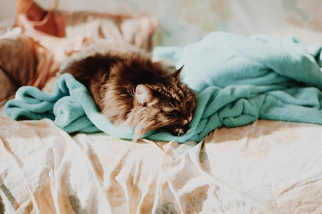 Keep pets out of bedroom to prevent fur on the bedding