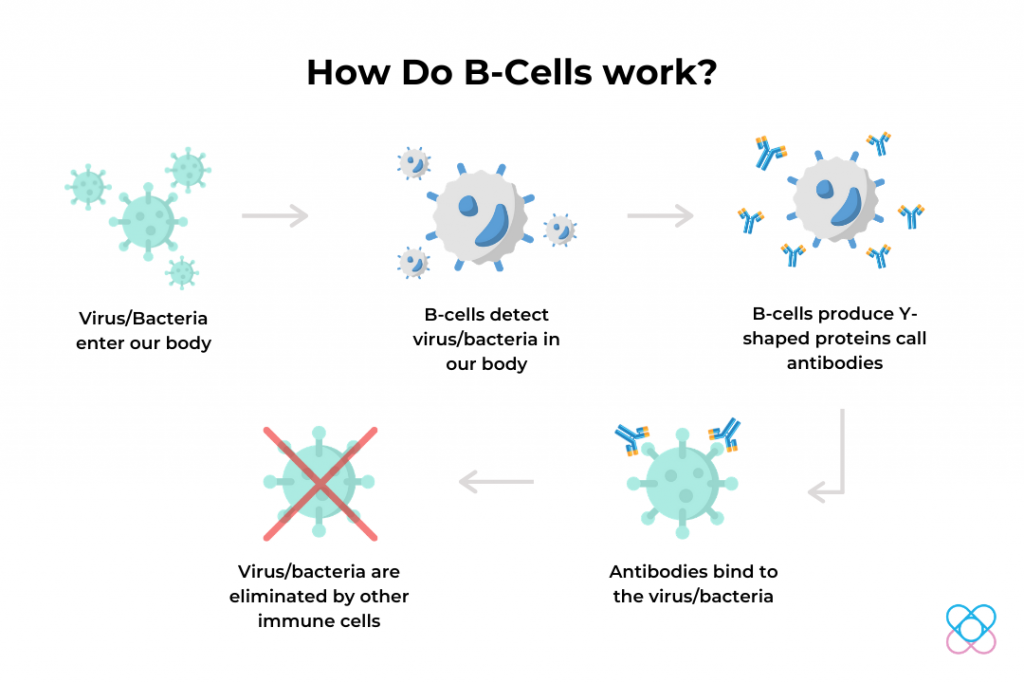 How B-Cells Work