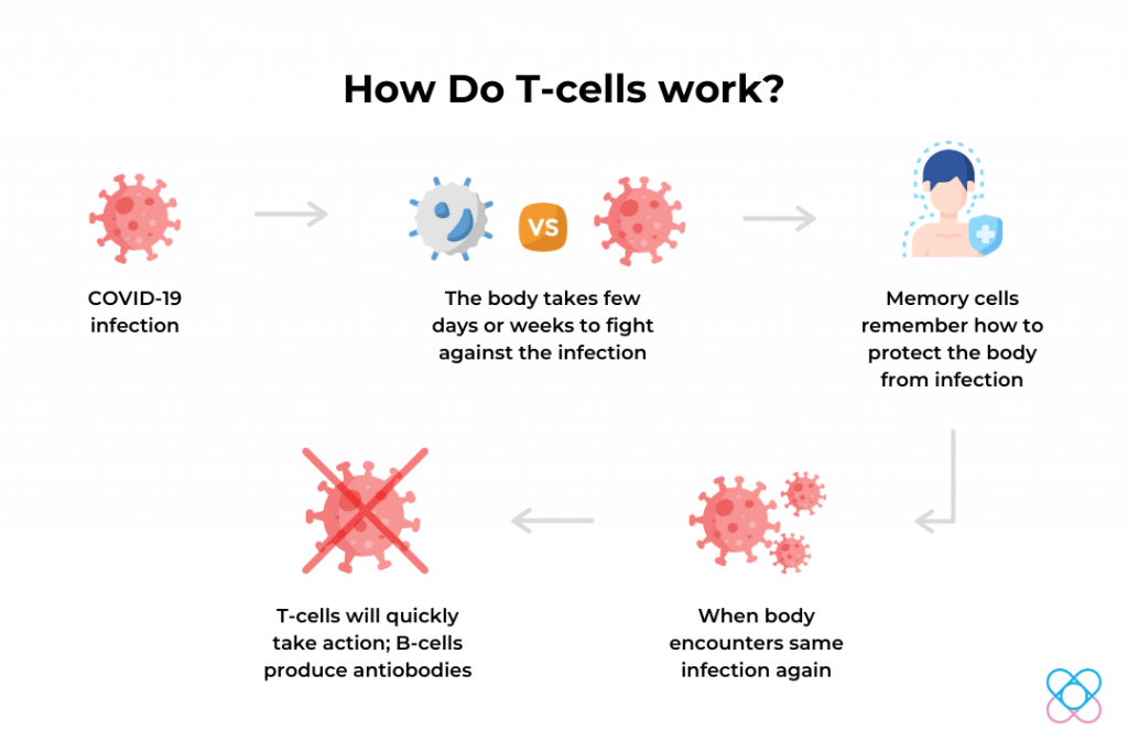 How T-Cells Work