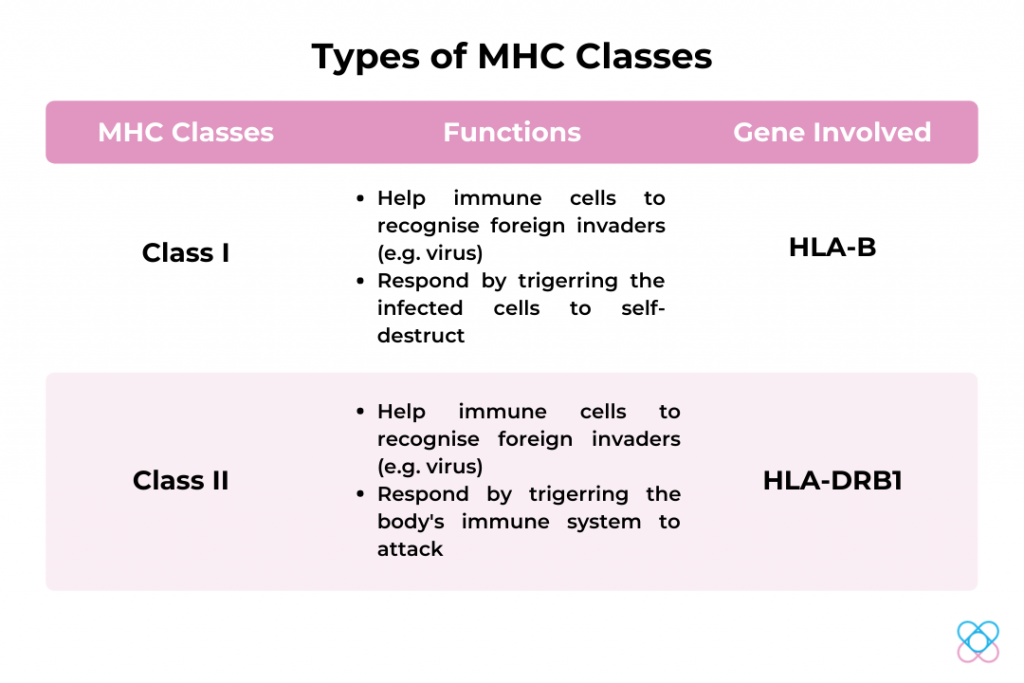 Types of MHC Classes