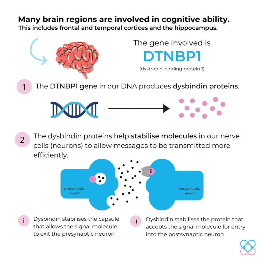 dtnbp1 gene dysbindin protein flowchart cogntive ability