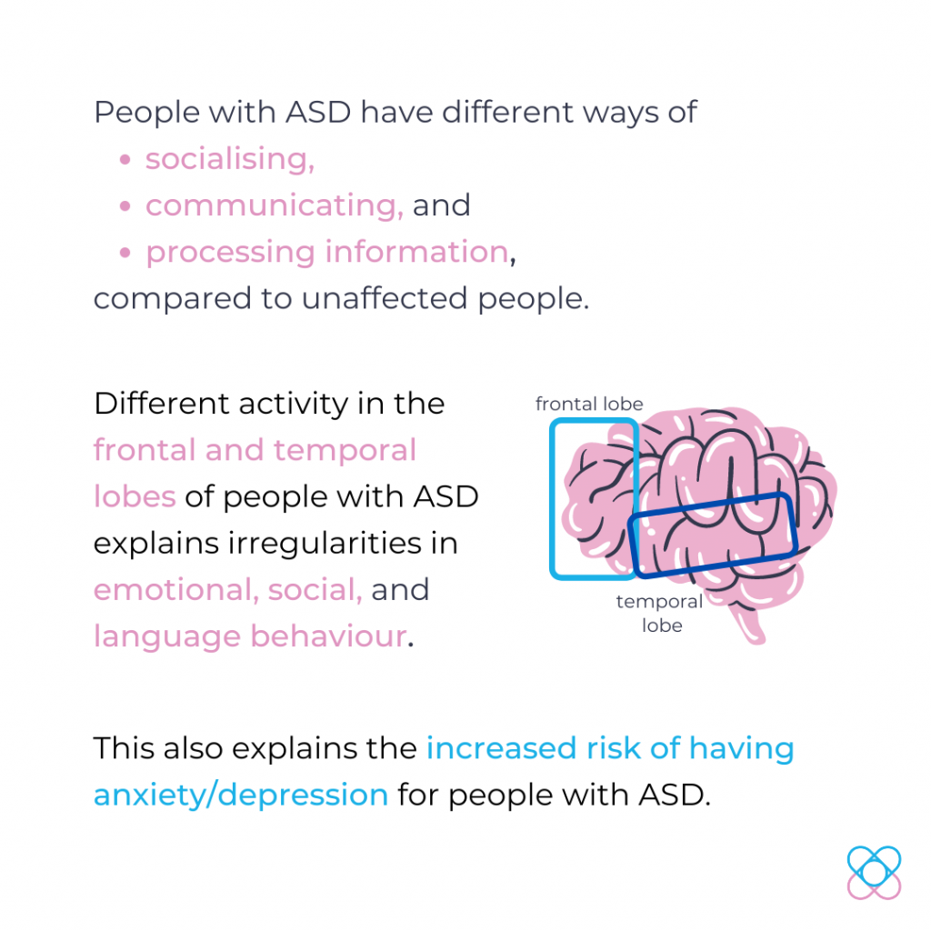 autism brain regions