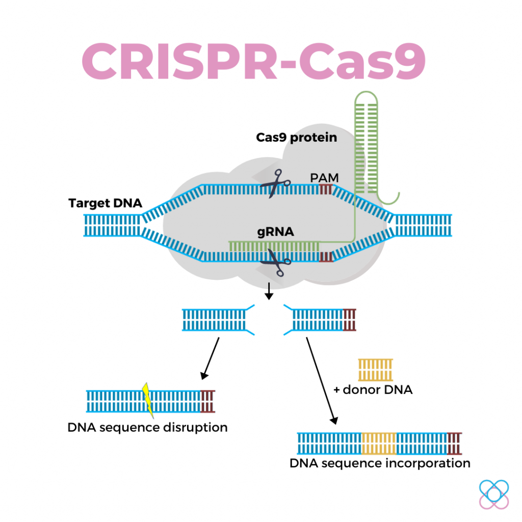 the editing process of CRISPR-Cas9 through repair machinery