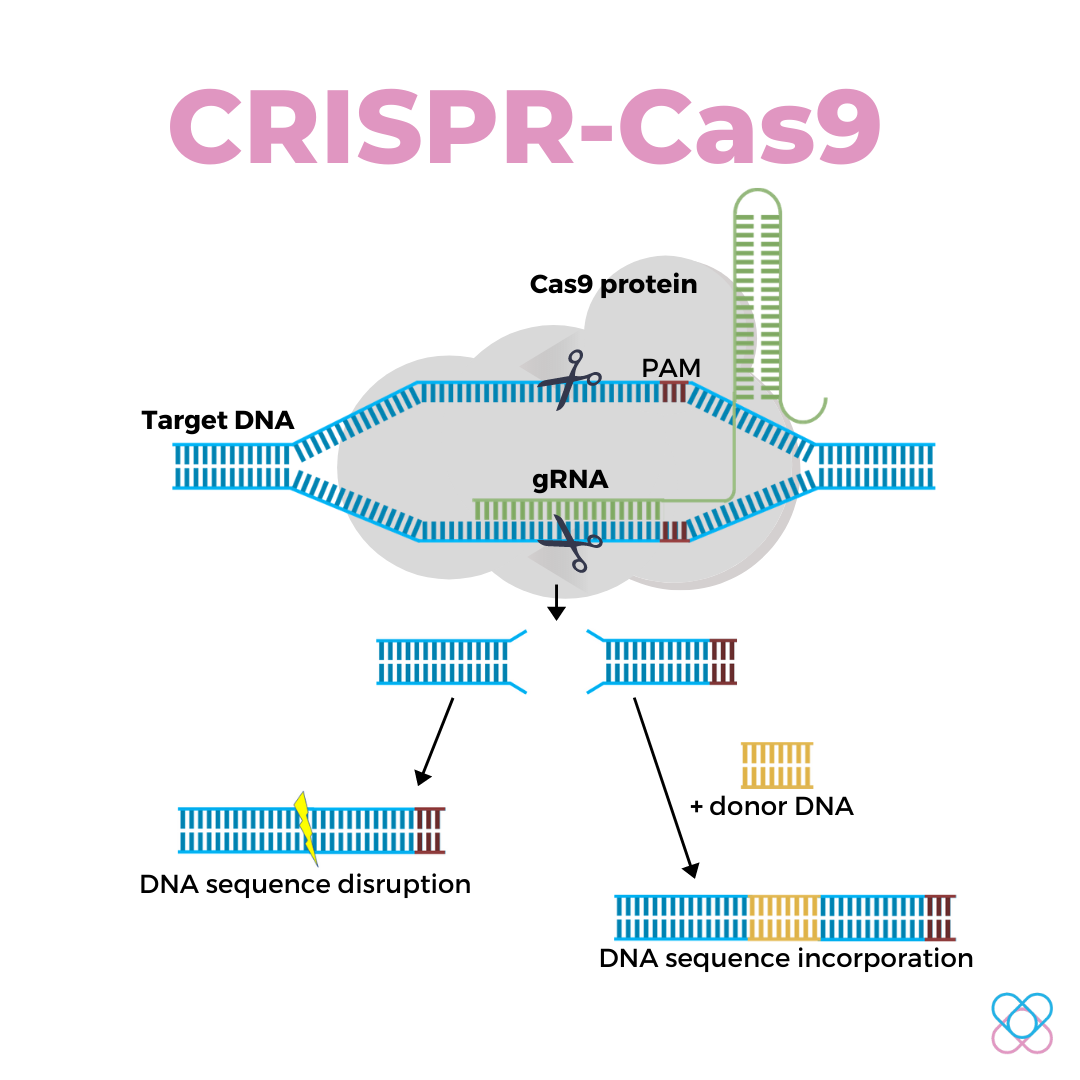 The CRISPR-Cas9 Genome Editing System | Advanx Health Blog