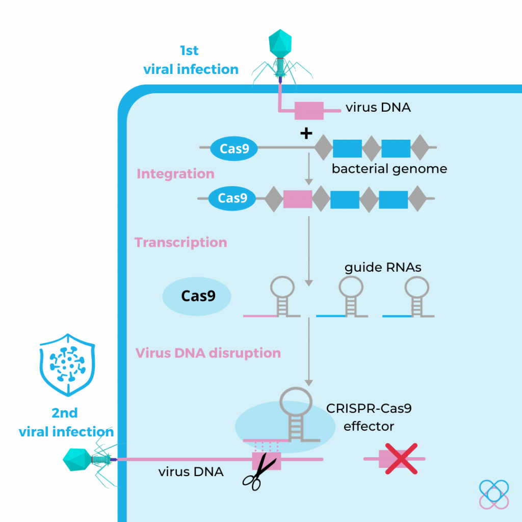 Origin of the CRISPR-Cas9 system