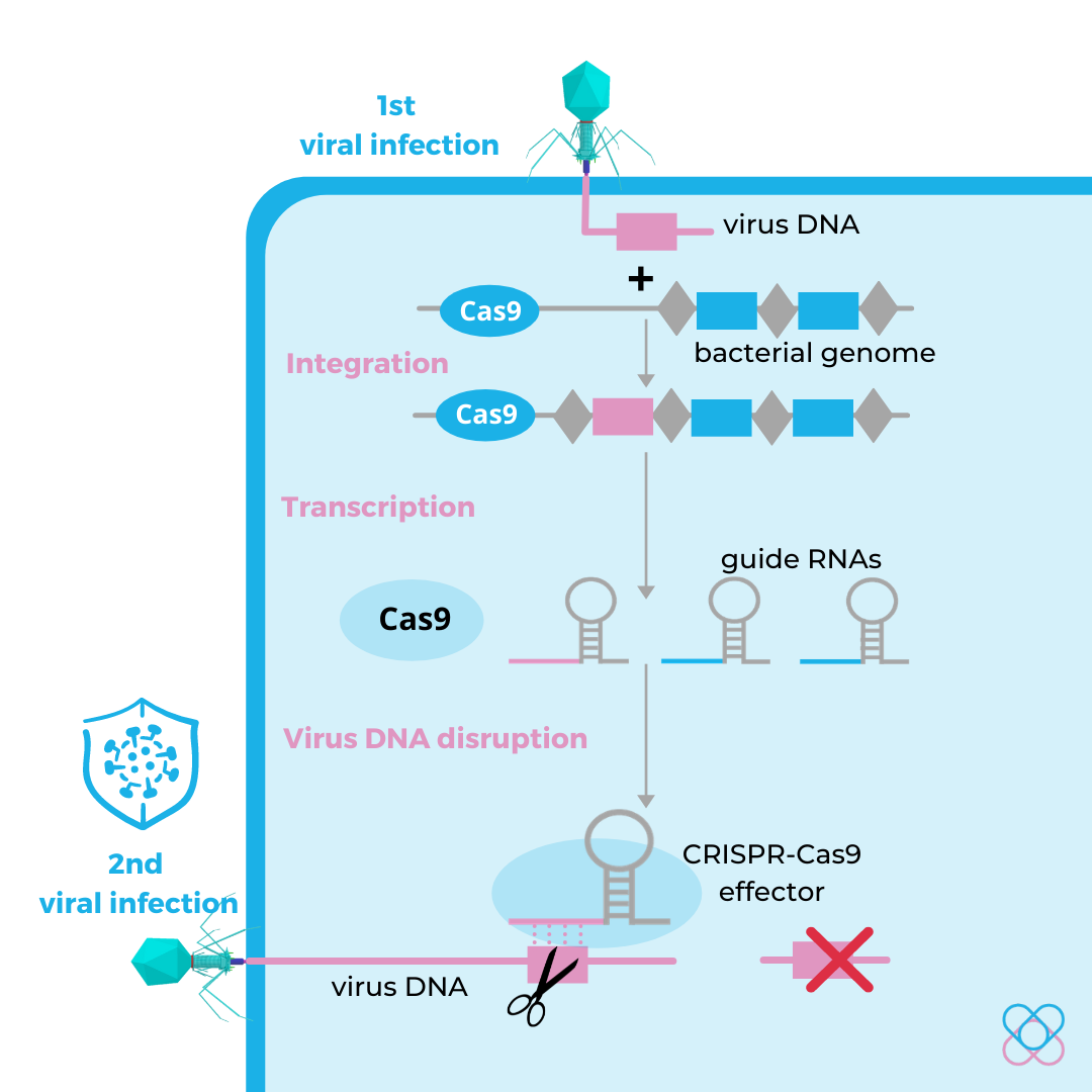 The Crispr Cas9 Genome Editing System Advanx Health Blog 3590