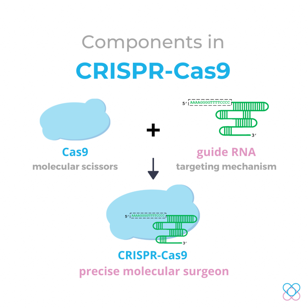 Key components in CRISPR-Cas9