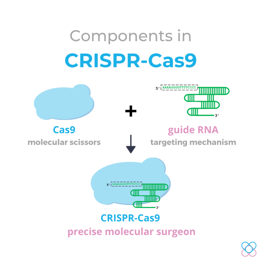 CRISPR Cas9 System