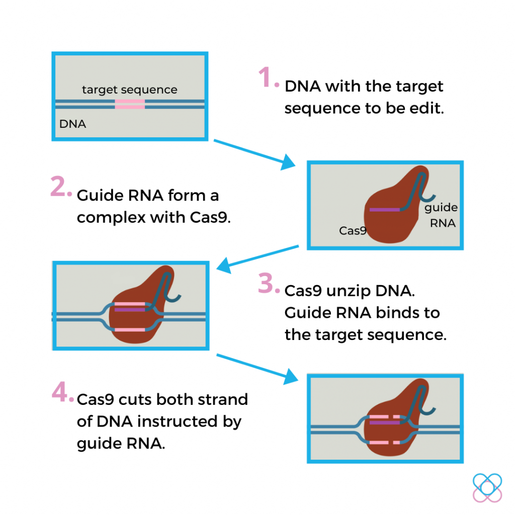 Target DNA recognition by CRISPR-Cas9