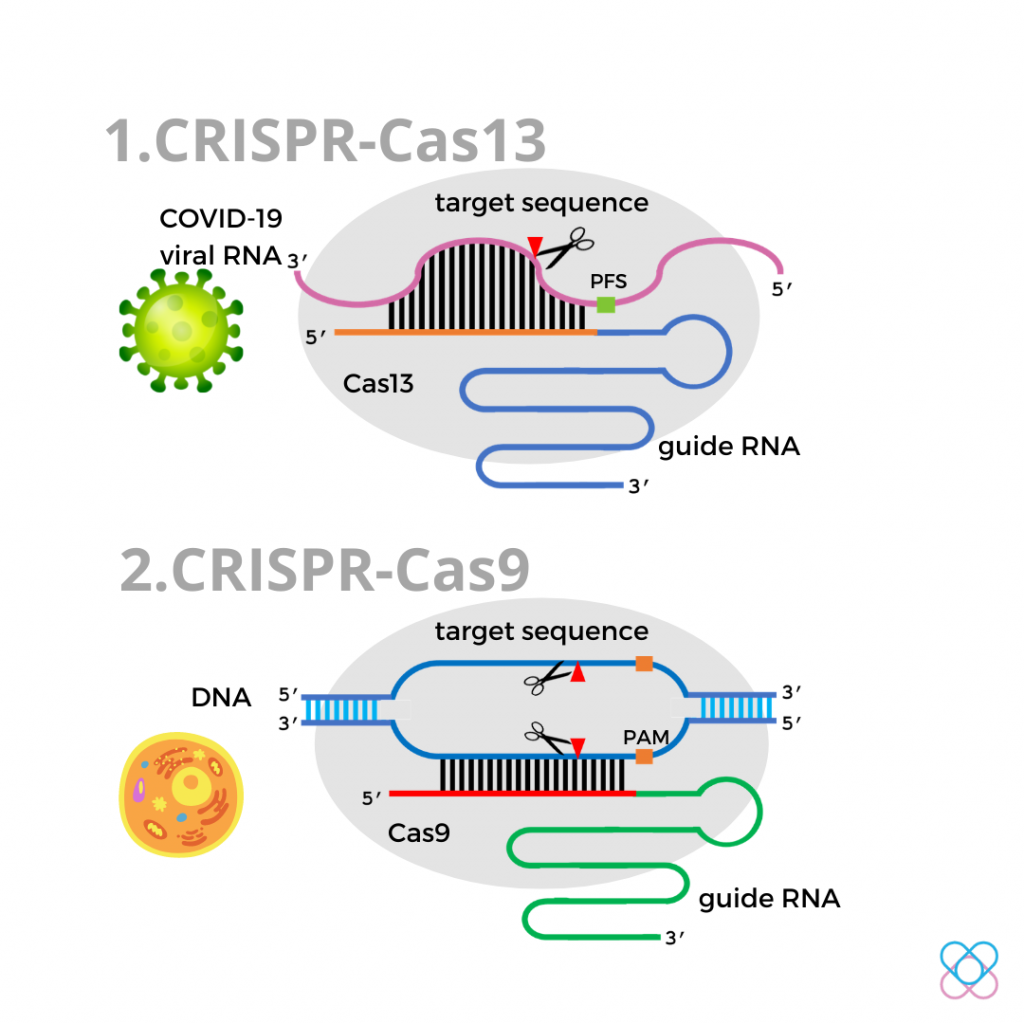 The CRISPR-Cas13 system 