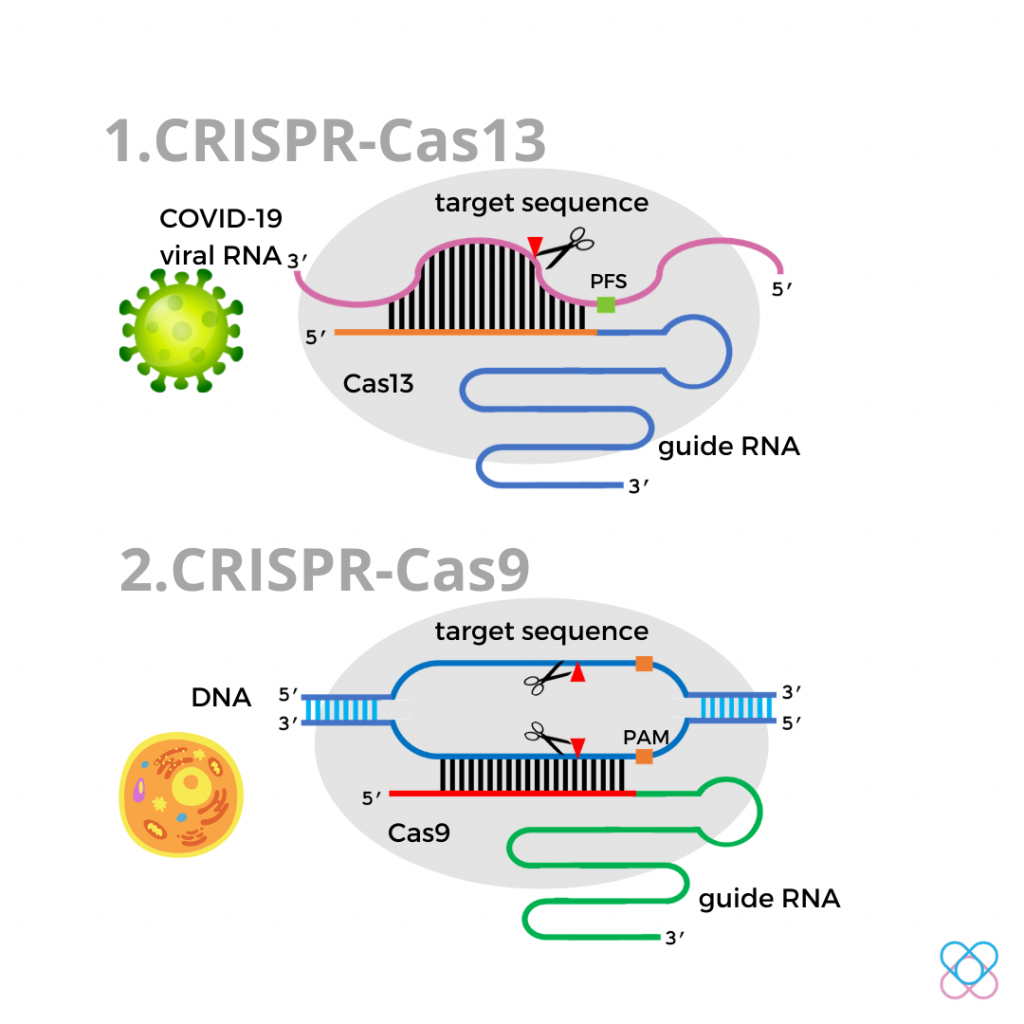 Crispr cas9 презентация