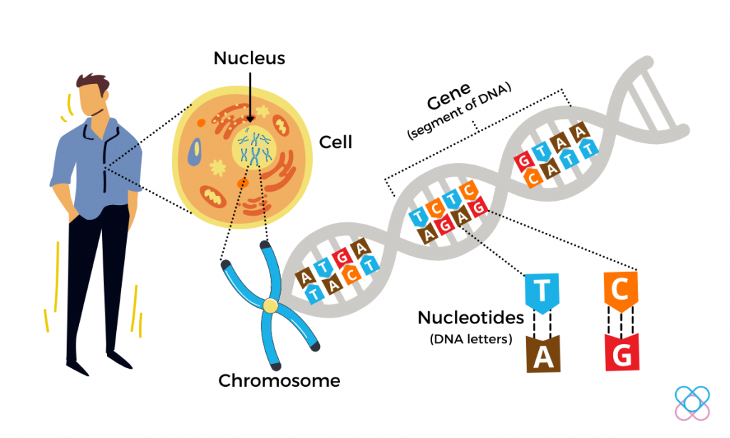 Human Genome