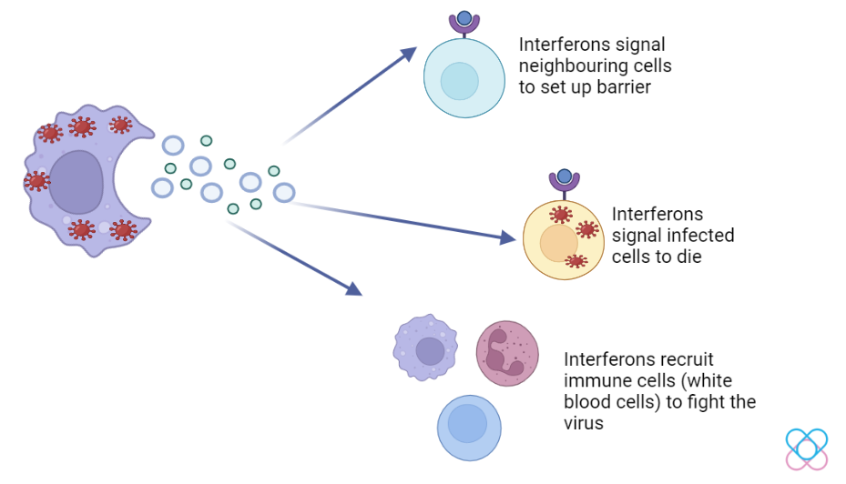 Functions of interferons