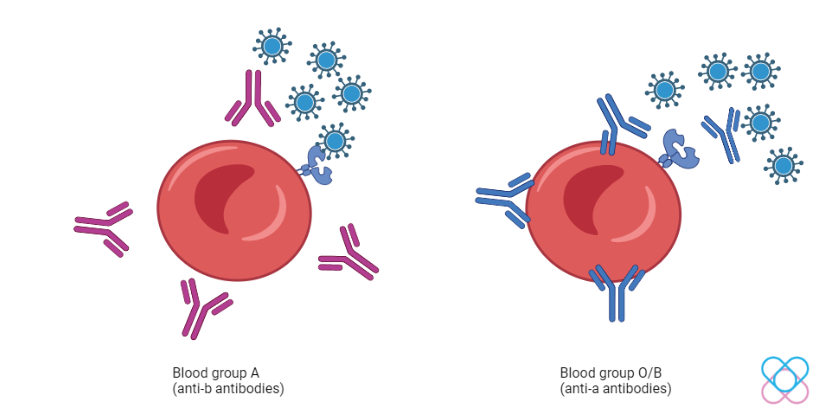 Comparison of antibodies in blood group A and O/B 