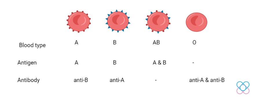 Blood type and its antigens and antibodies