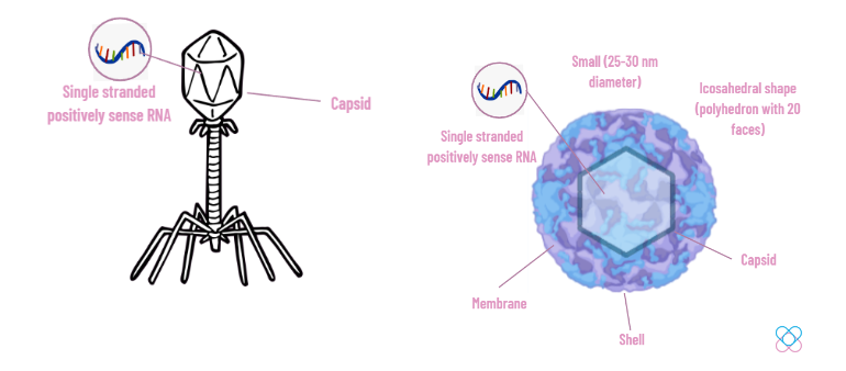 Viral structure of the enterovirus